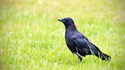 Carrion crow | Birmingham & Black Country Wildlife Trust